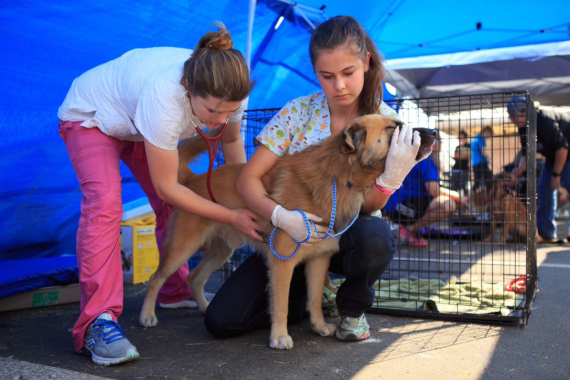 Austin Pets Alive Hurricane Harvey Rescue Animals