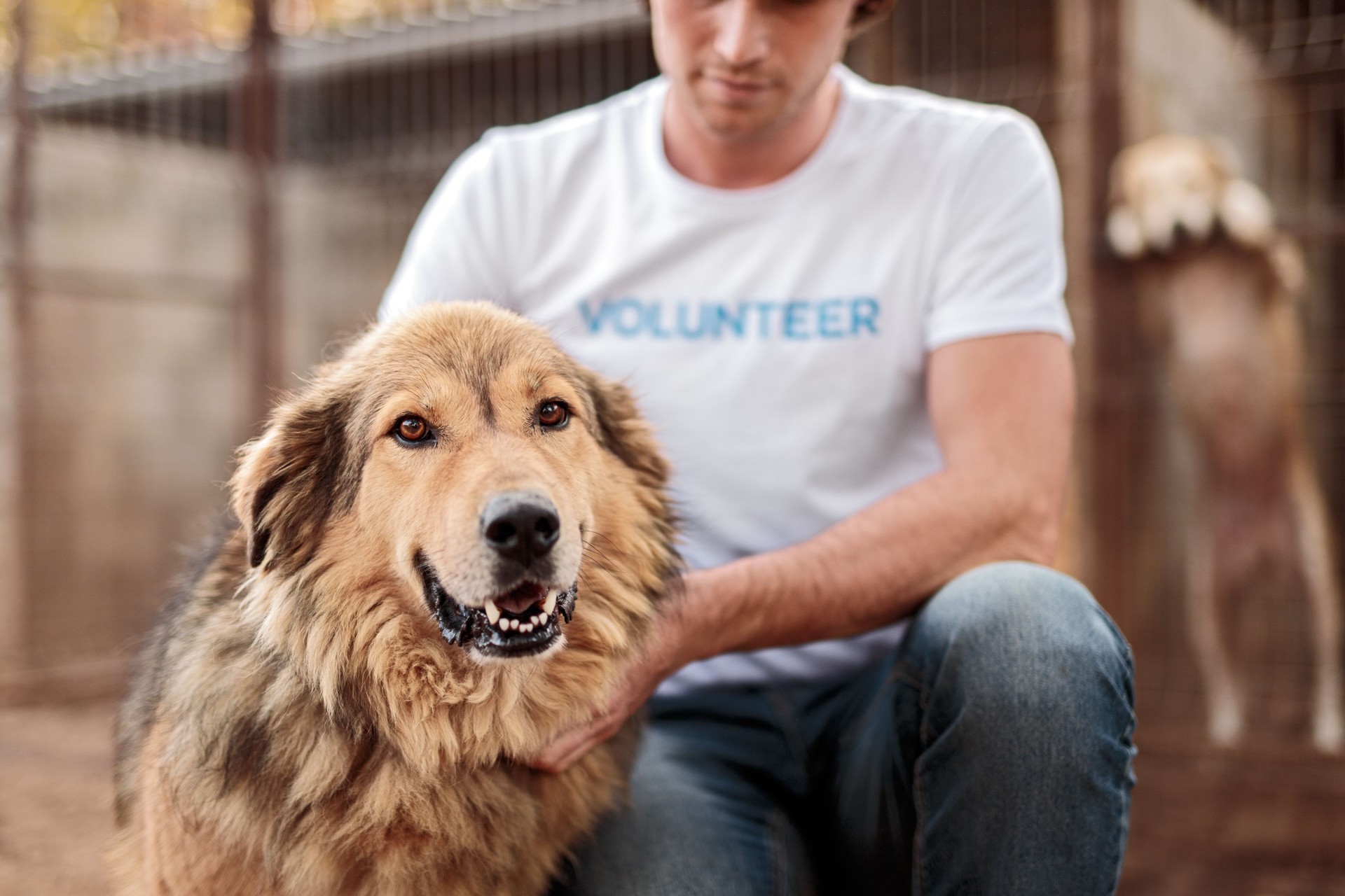 Crop volunteer stroking happy stray dog