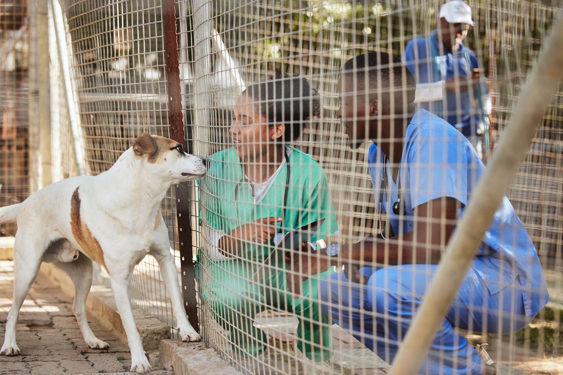 Veterinary doctors, dog and at animal shelter with volunteer, medical staff and health checkup. Adoption, puppy and inspection for wellness, pet healthcare and vet training for obedience with tablet.